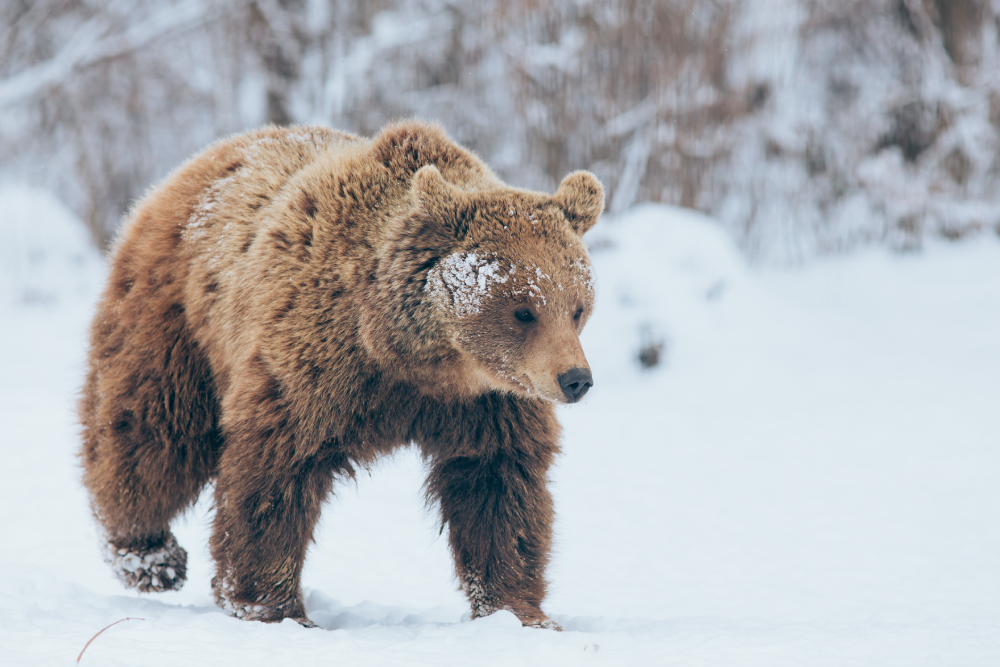 brown bear in nature