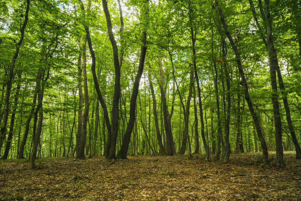 Hoia Baciu Forest