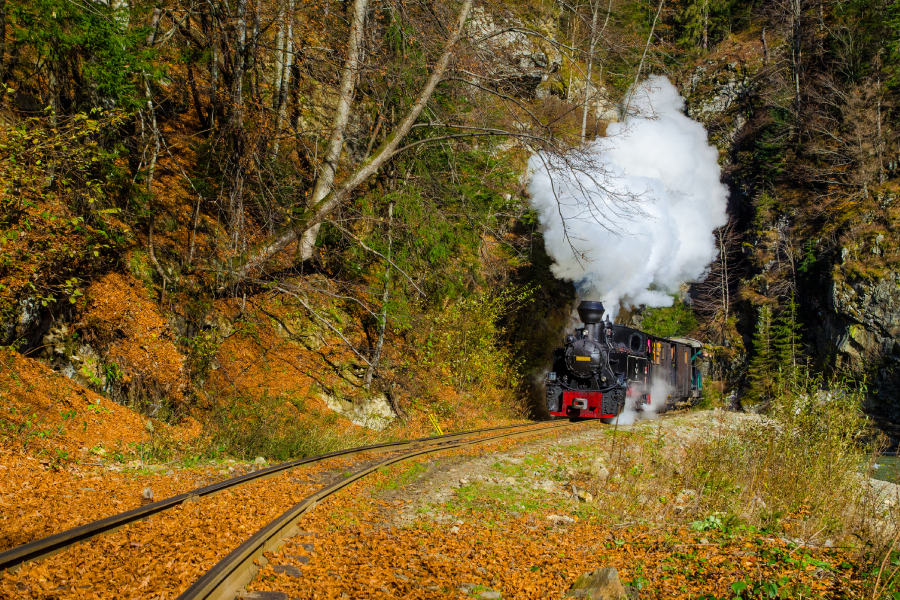 train passing through forest