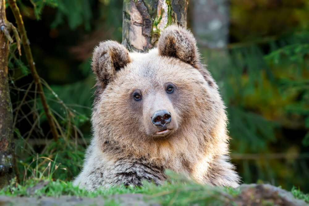 Brown Bears in Romania