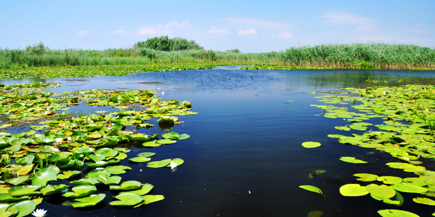 The Danube Delta in a beautiful sunny day. In the picture it is just a piece of lake, but it is full of water lilies.