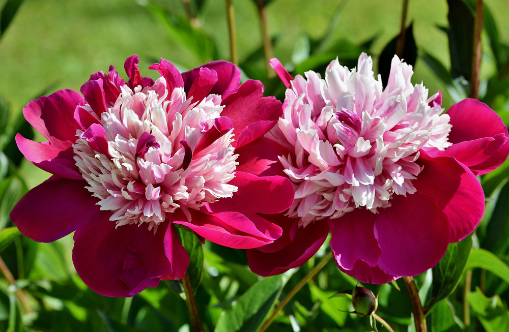 The Peony Reservation in Comana