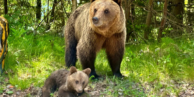 Transfagarasan Top Gear Road, Wild Brown Bears from Bucharest