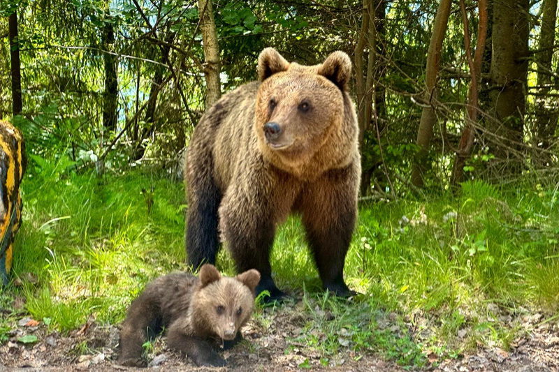 Transfagarasan Top Gear Road, Wild Brown Bears from Bucharest